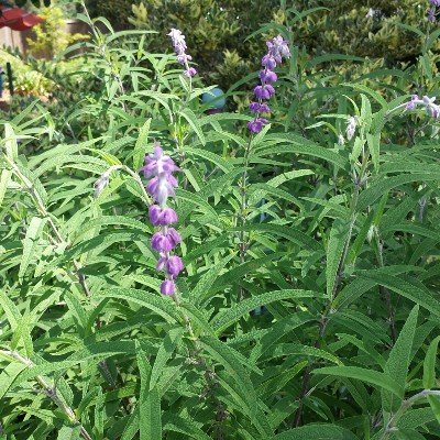 Mexican Bush Sage